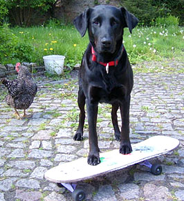 Hund auf Skateboard