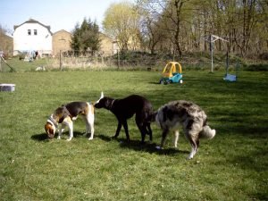 Hundekaravane