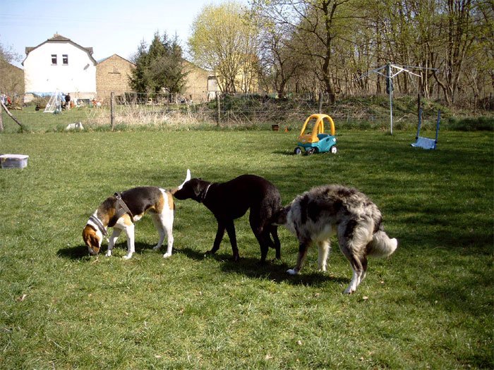 Hundekaravane