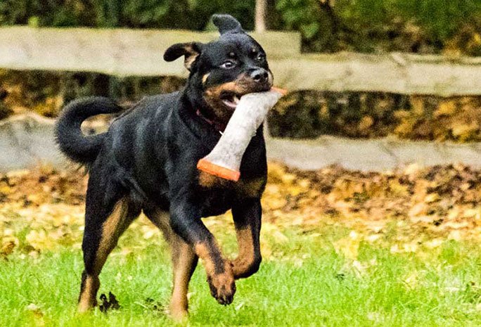 Spielgruppe für große Hunde
