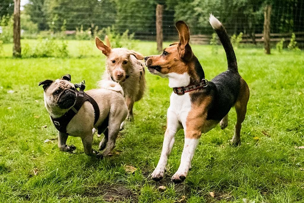 Spielkurs für kleine Hunde