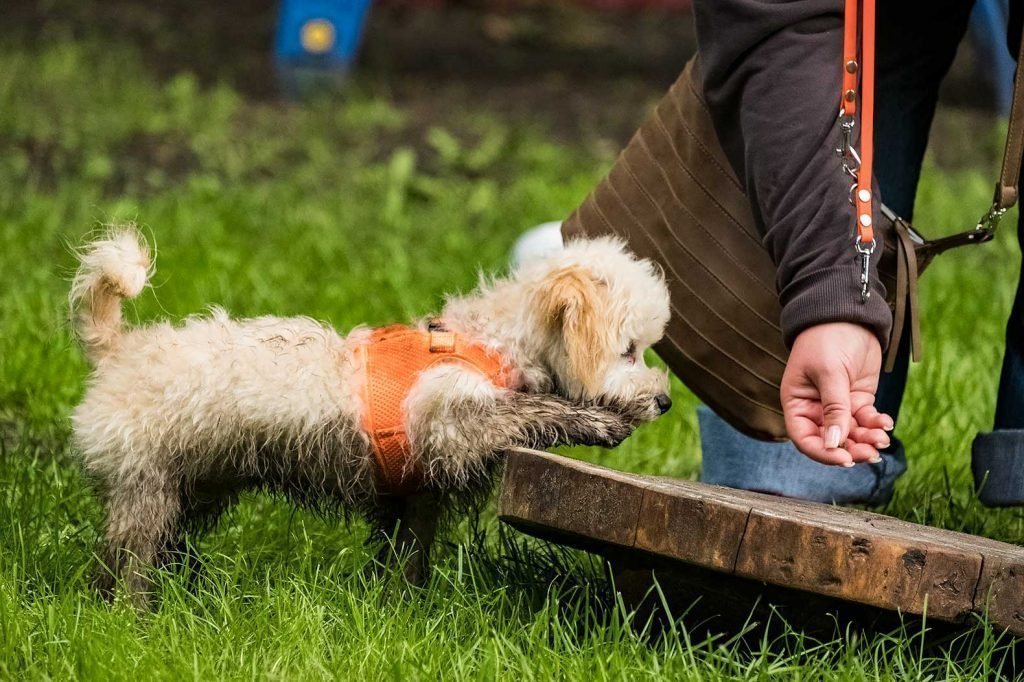 Fotoshooting beim Hundetraining