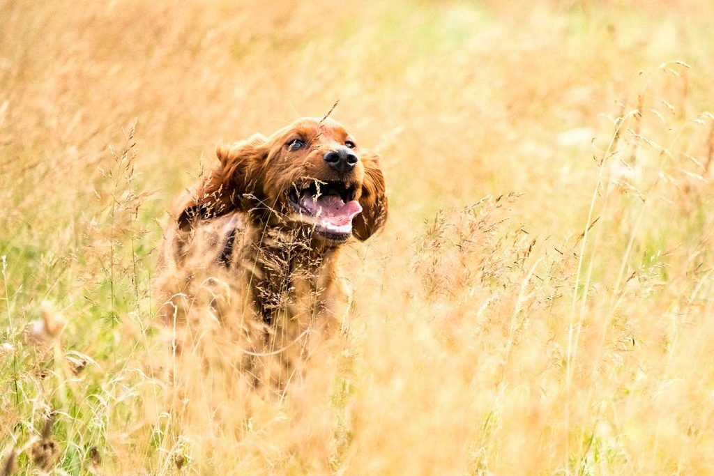 Hund im Feld