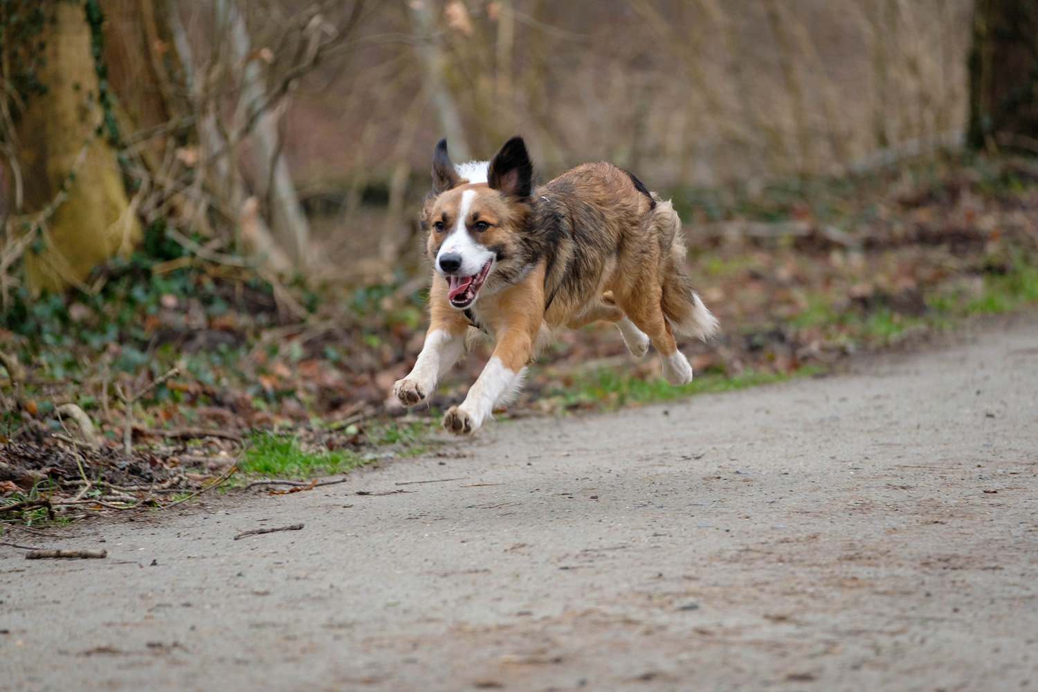 Bewegungschmerz bei Hunden