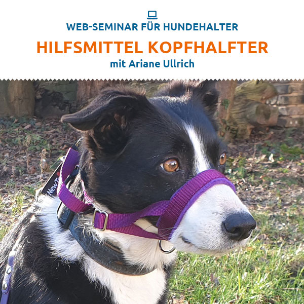 Webinar - Hilfsmittel Kopfhalfter