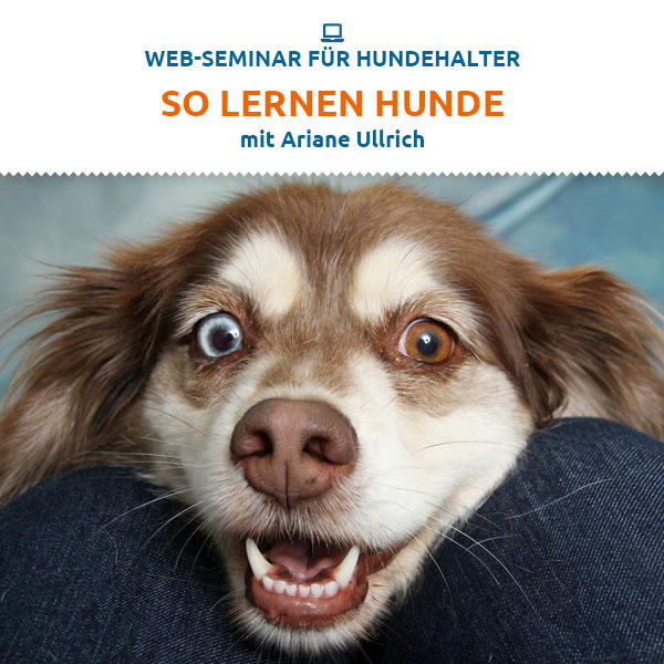 Webinar - So lernen Hunde