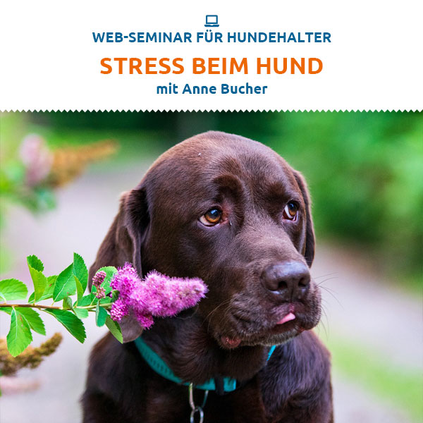 Webinar - Stress beim Hund