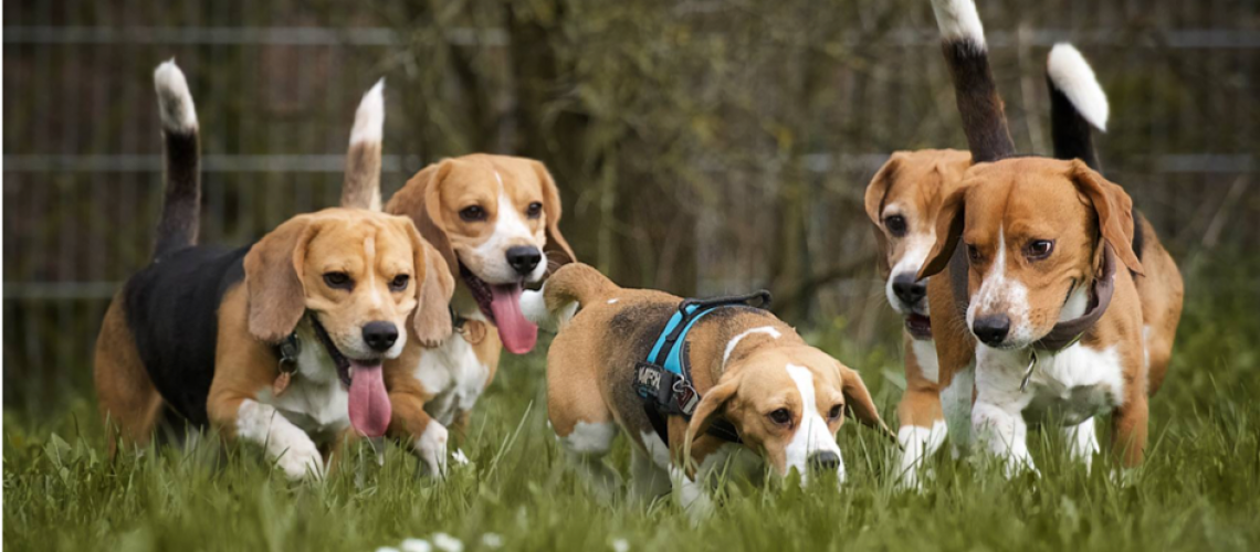 Beagles Garten