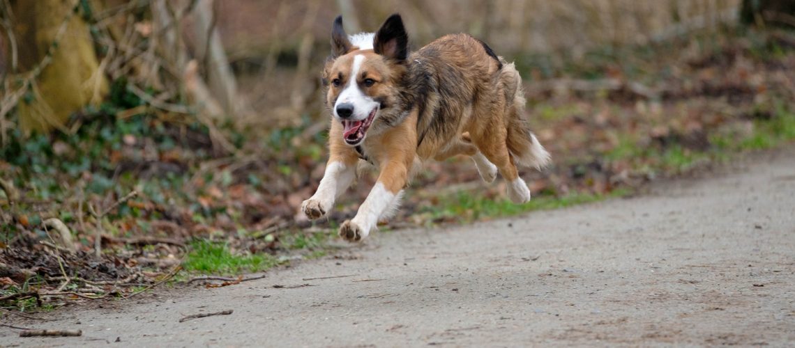 Bewegungschmerz bei Hunden