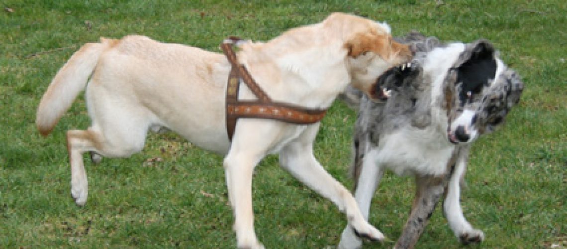 Hund-Hund-Aggression