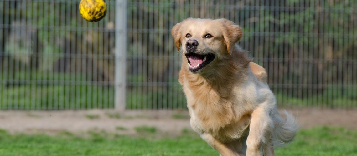 golden-retriever-g40d95b086_1920